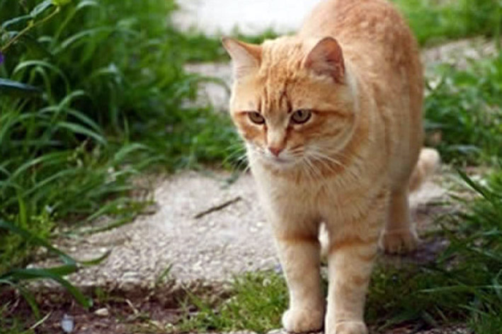 Gatto