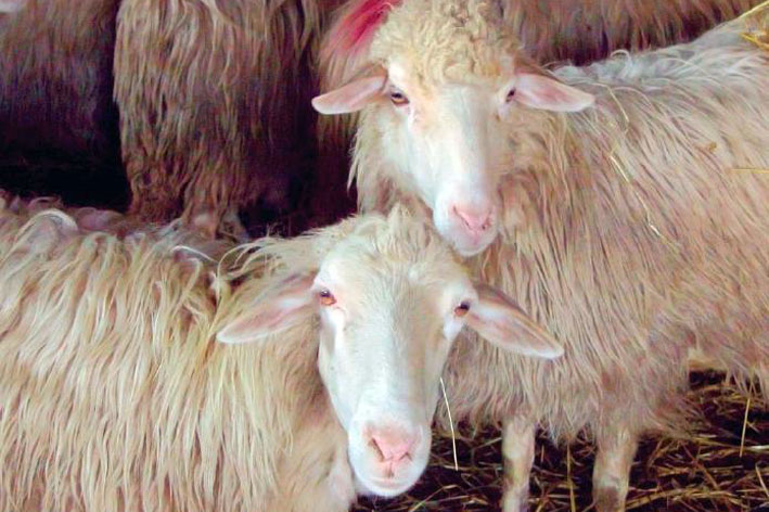 Pecoremastitiagalassia