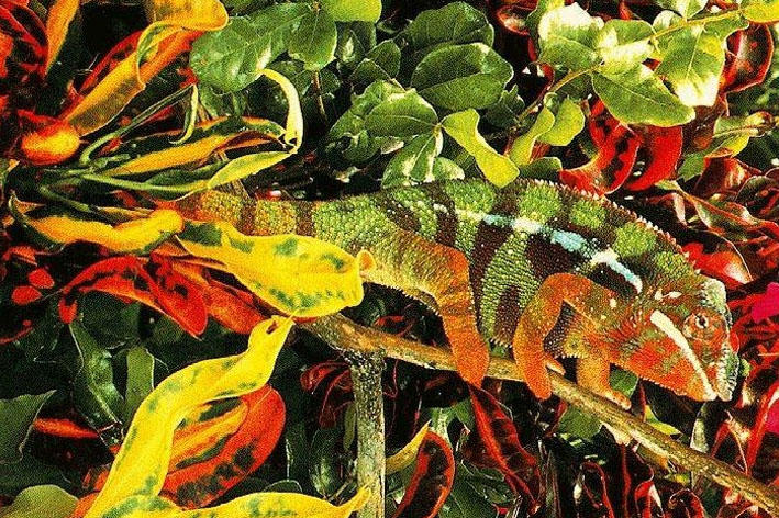 CamaleonteCeliachia