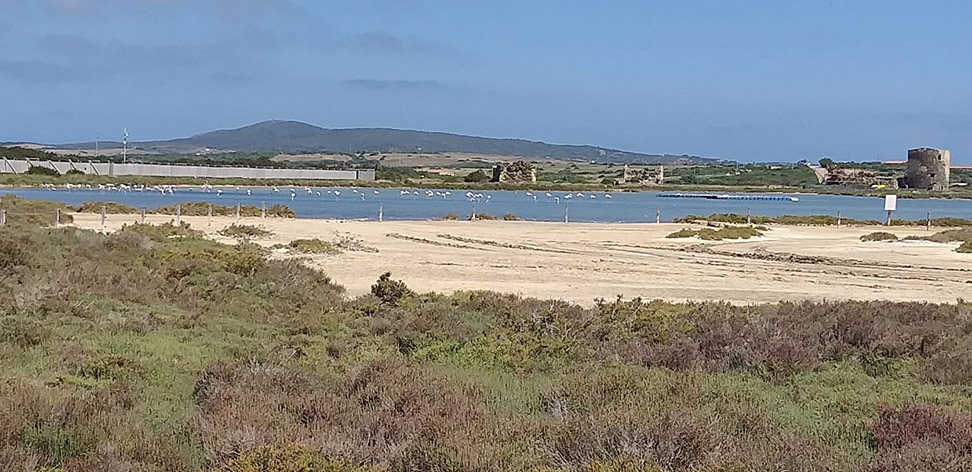 FenicotteristagnoSaline