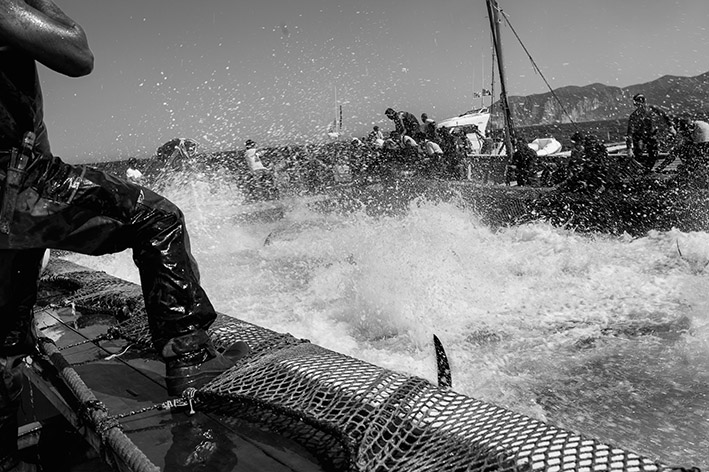 TheTrapcatchingtheredtuna