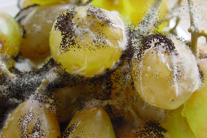 AspergilluscarbonariusUniss